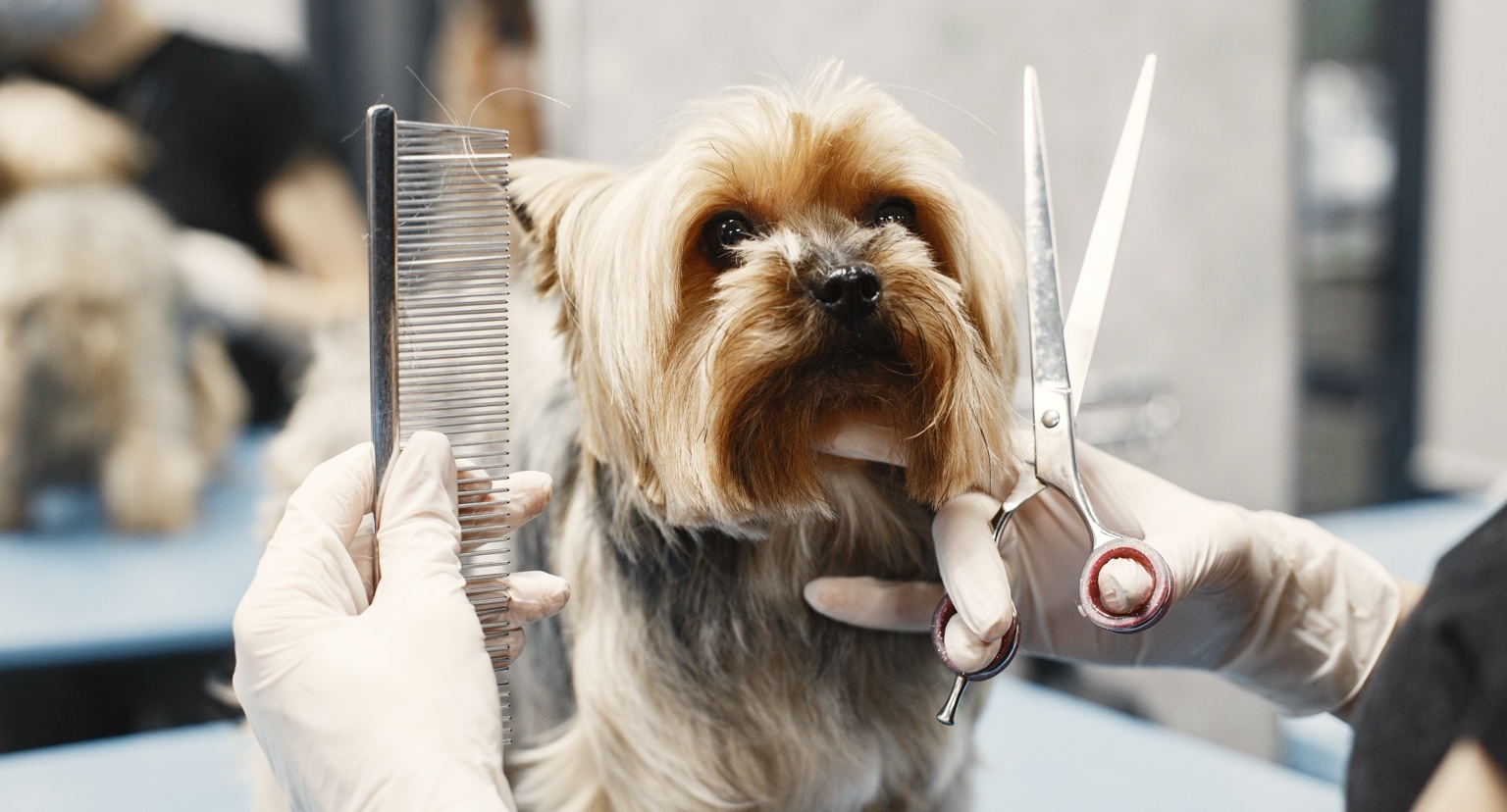 Yorkshire terrier ápolása